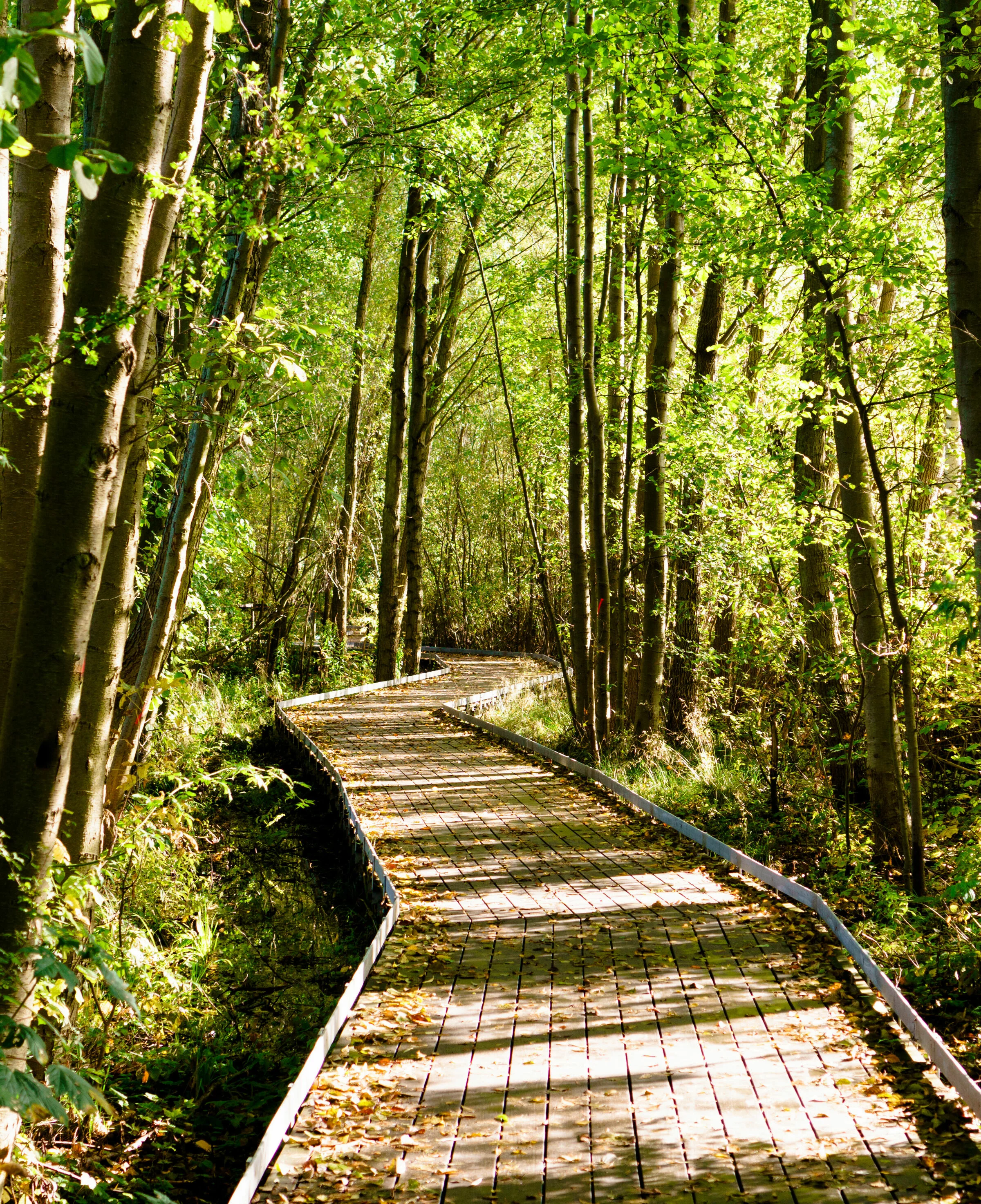 Ein Holzsteg führt durch einen Wald mit dichten Bäumen